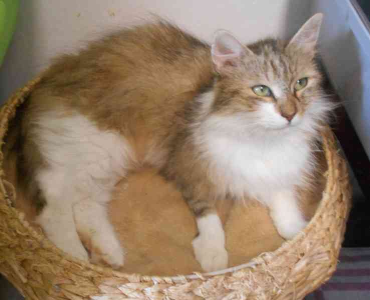 Mladá dlouhosrstá 1,5roční Tina hledá domov.  - foto 9