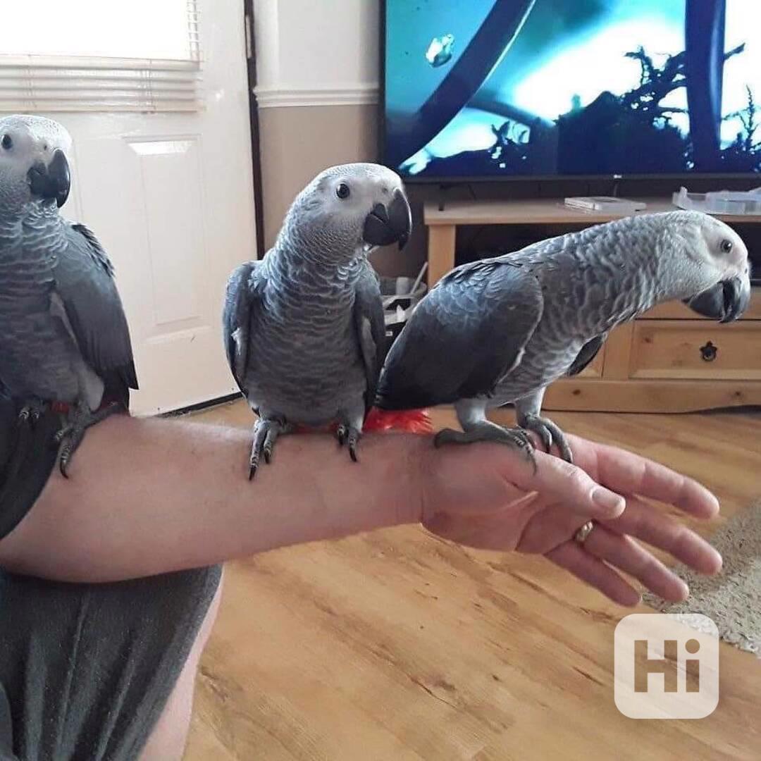 🦜 Pár papoušků šedých - foto 1