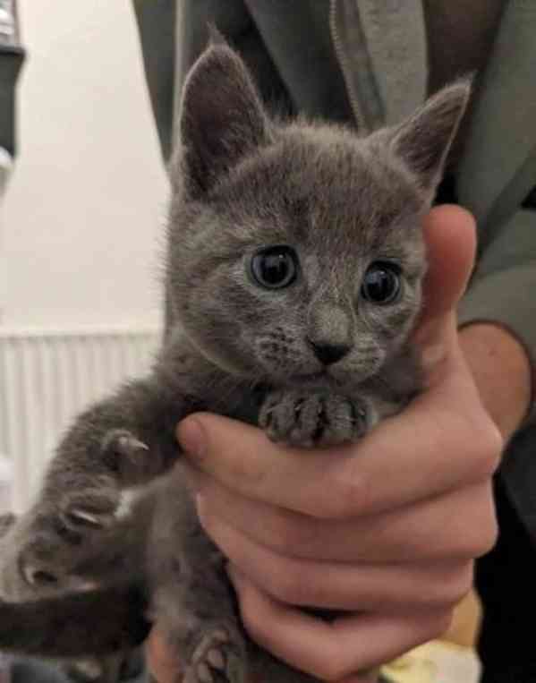 Roztomilá koťátka ruské modré barvy jsou ihned k dispozici - foto 2