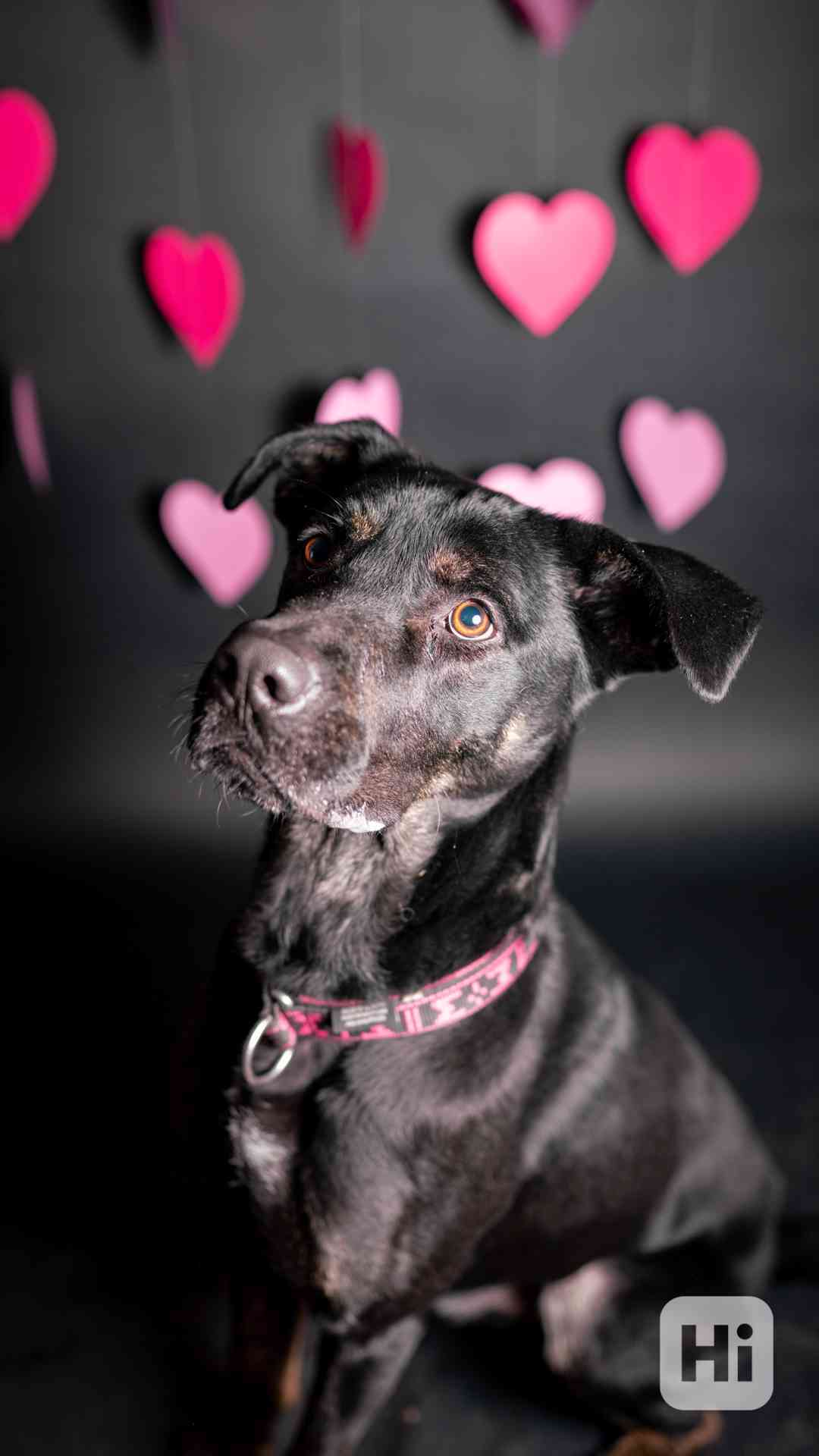 Arthur - hodný ale temperamentní kluk, 2 roky - foto 1