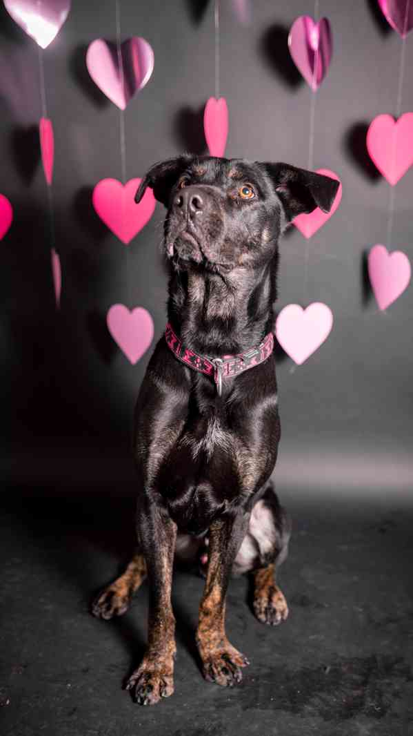 Arthur - hodný ale temperamentní kluk, 2 roky - foto 2