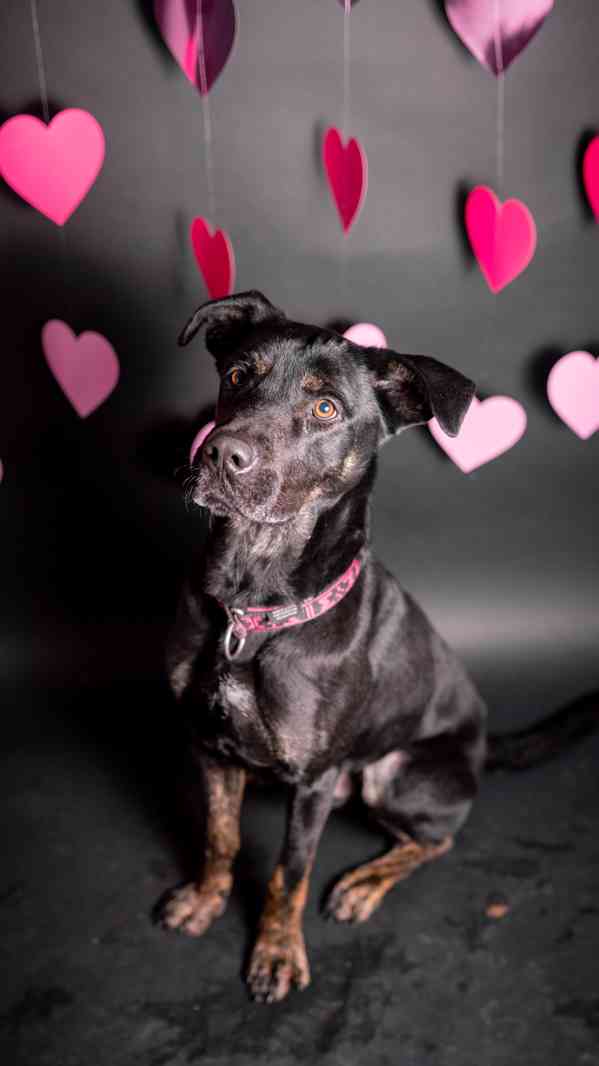 Arthur - hodný ale temperamentní kluk, 2 roky - foto 6