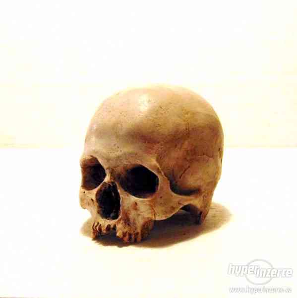 Replika lidské lebky a kostí - foto 5