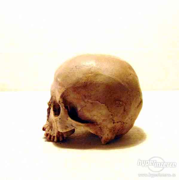 Replika lidské lebky a kostí - foto 6