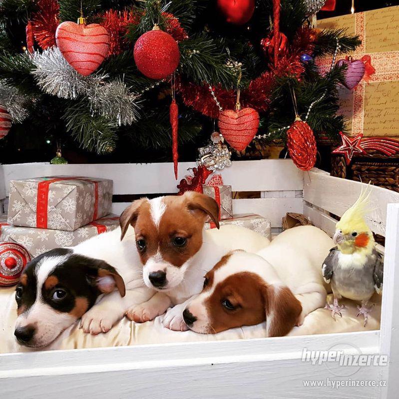 Jack Russell štěňata na prodej s pp - foto 1