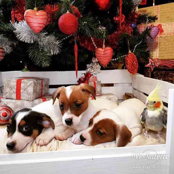 Jack Russell štěňata na prodej s pp - foto 1