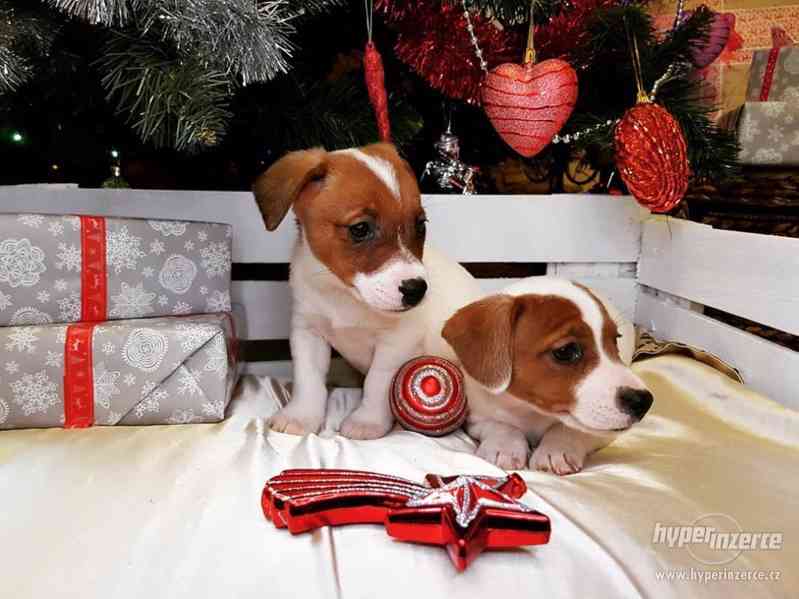 Jack Russell štěňata na prodej s pp - foto 2