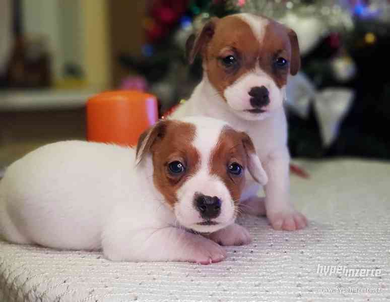 Jack Russell štěňata na prodej s pp - foto 3