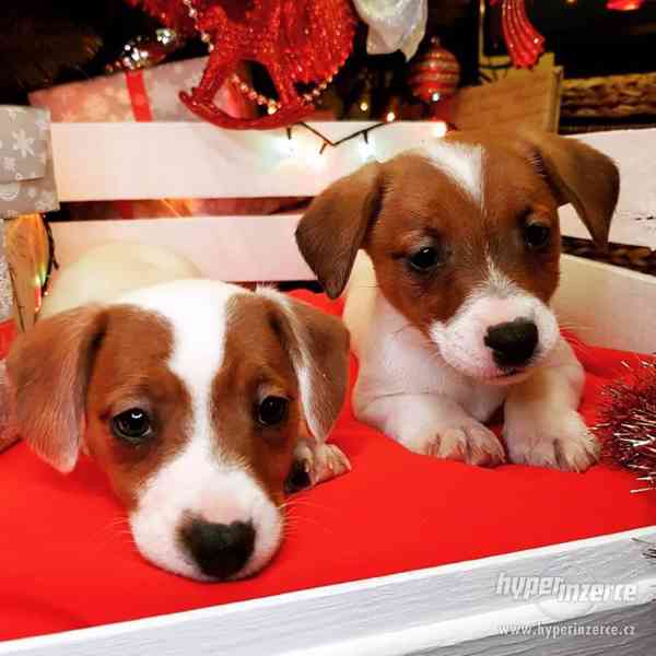 Jack Russell štěňata na prodej s pp - foto 4