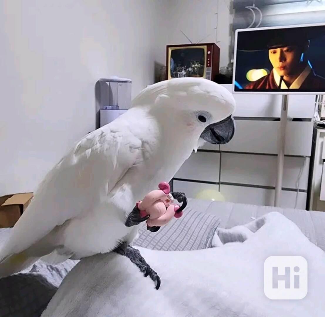 Samec kakadu na prodej - foto 1