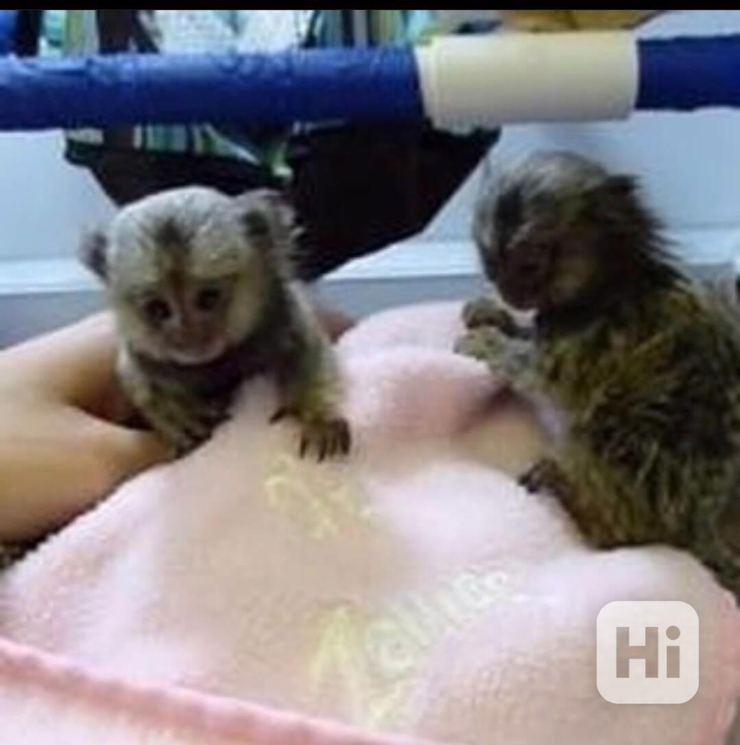 Okouzlující opice marmoset na prodej - foto 1