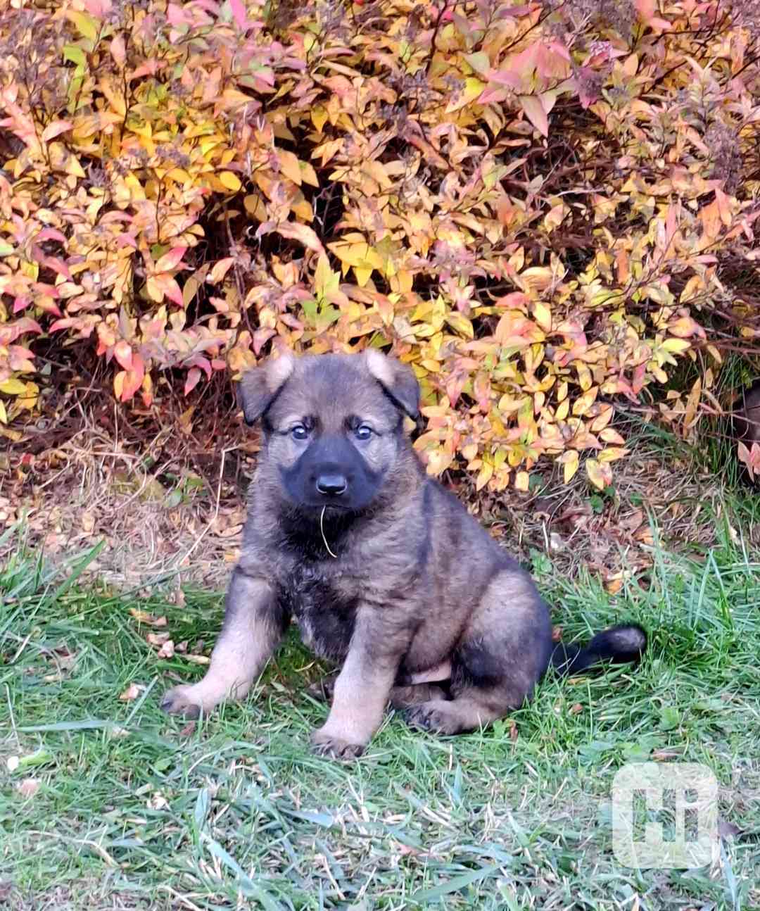 Štěňátka Německý ovčák s PP  - foto 1