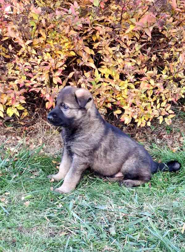 Štěňátka Německý ovčák s PP  - foto 6