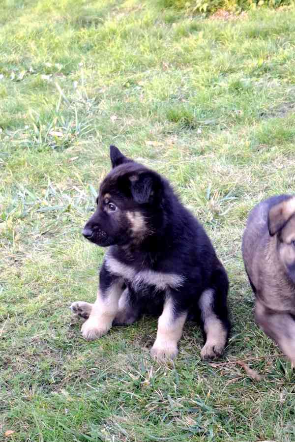 Štěňátka Německý ovčák s PP  - foto 2
