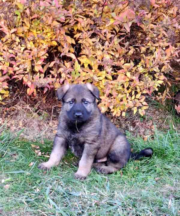 Štěňátka Německý ovčák s PP  - foto 1