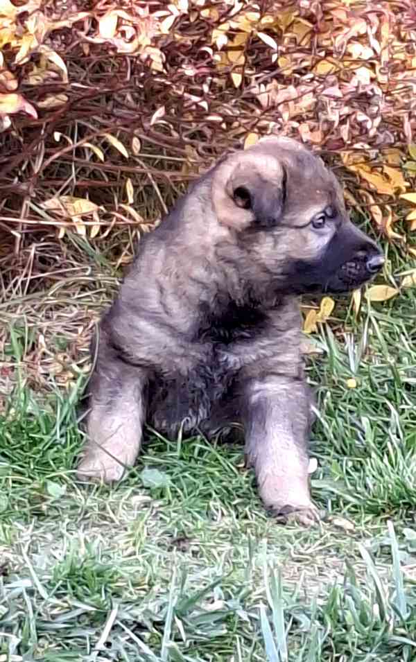 Štěňátka Německý ovčák s PP  - foto 5
