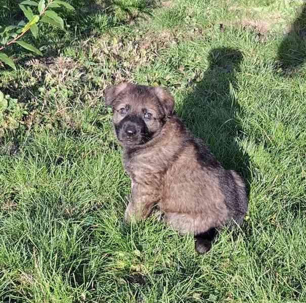 Štěňátka Německý ovčák s PP  - foto 4