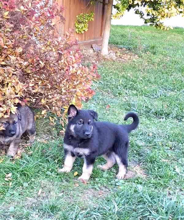 Štěňátka Německý ovčák s PP  - foto 3
