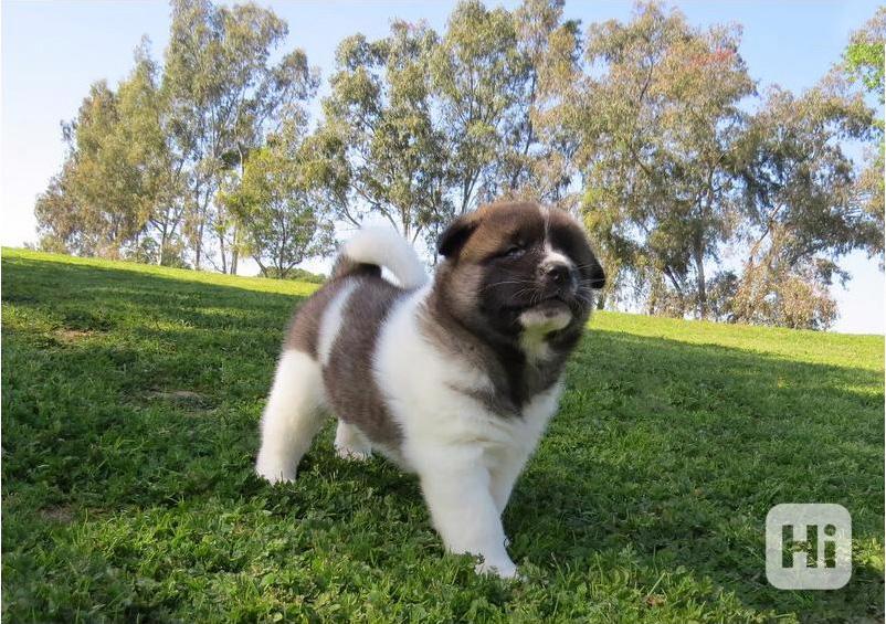 Roztomilá štěňata americké akity - foto 1