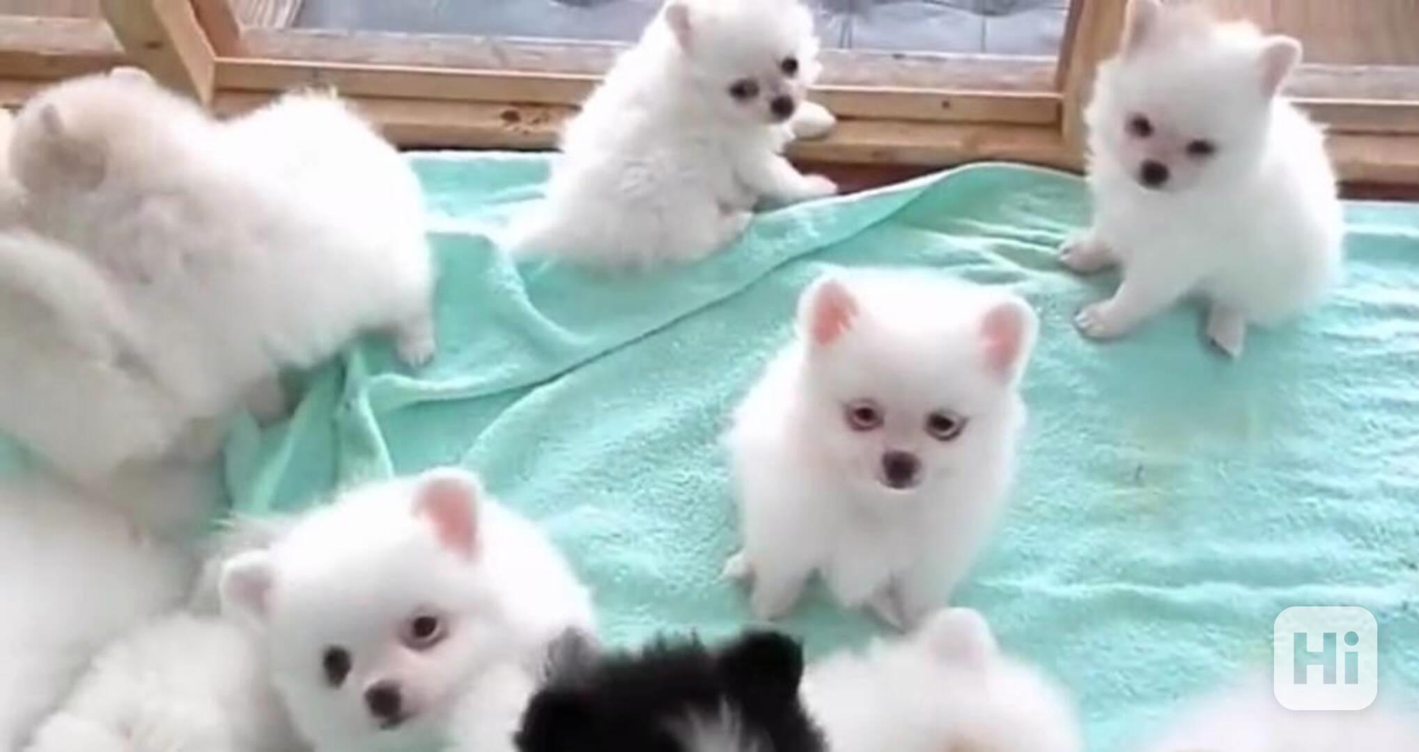 pomeranian štěňata k adopci - foto 1