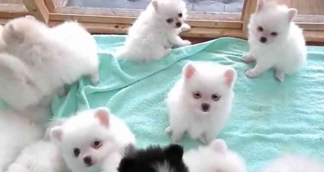 pomeranian štěňata k adopci
