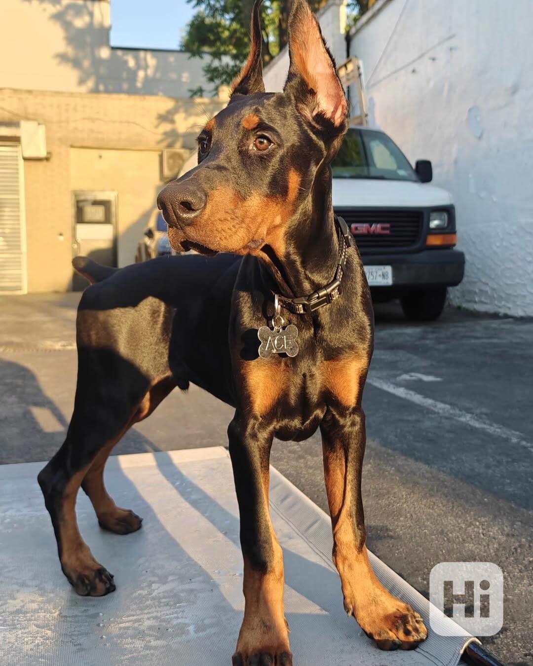 Adoptujte si ho, prosím - foto 1