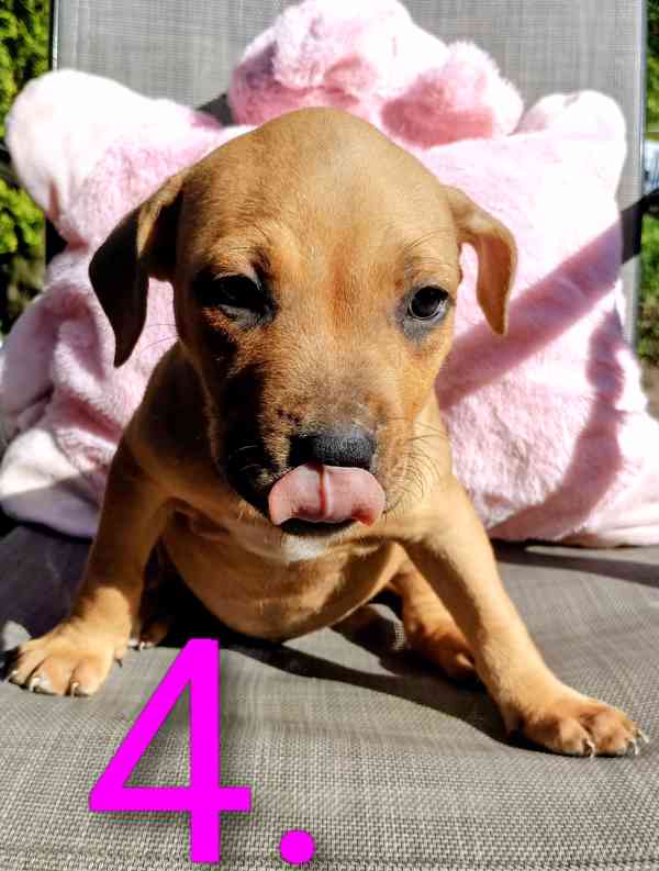 Štěňata Amerického Pitbulteriéra, Pitbull  - foto 6