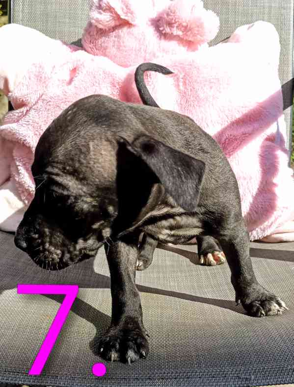 Štěňata Amerického Pitbulteriéra, Pitbull  - foto 9
