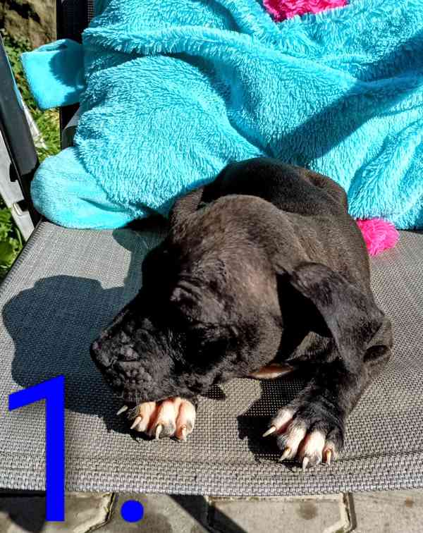 Štěňata Amerického Pitbulteriéra, Pitbull  - foto 3