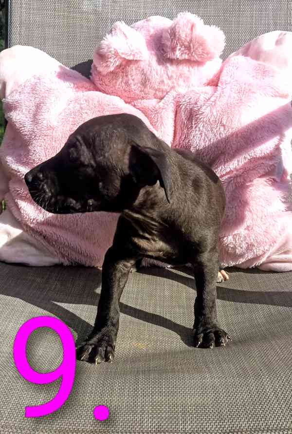Štěňata Amerického Pitbulteriéra, Pitbull  - foto 11