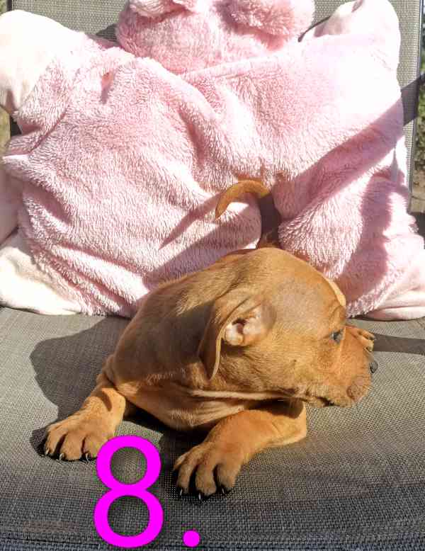 Štěňata Amerického Pitbulteriéra, Pitbull  - foto 10