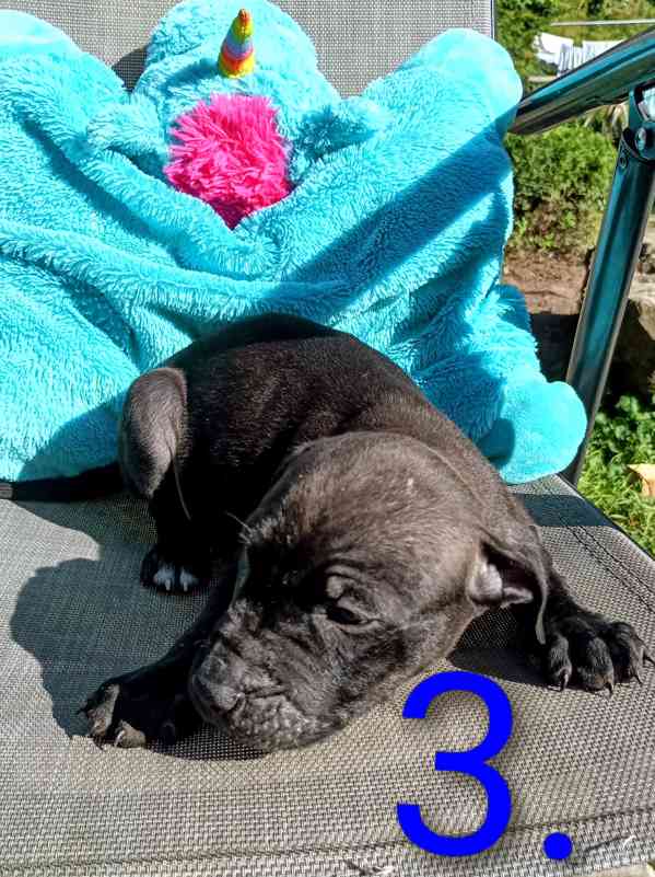 Štěňata Amerického Pitbulteriéra, Pitbull  - foto 5
