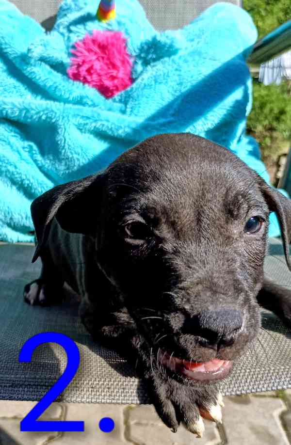 Štěňata Amerického Pitbulteriéra, Pitbull  - foto 4