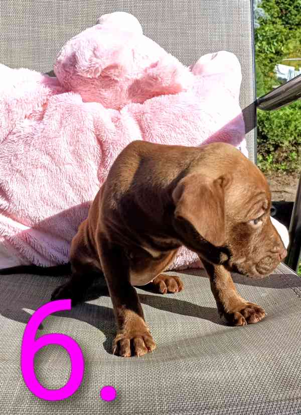 Štěňata Amerického Pitbulteriéra, Pitbull  - foto 8