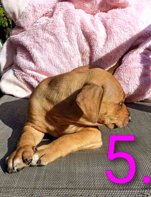 Štěňata Amerického Pitbulteriéra, Pitbull  - foto 7