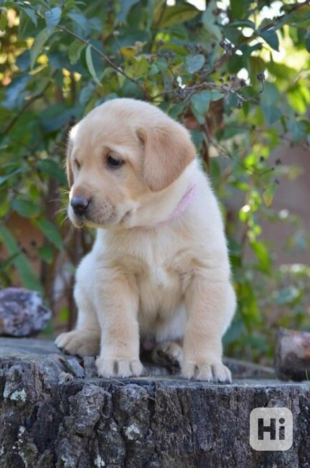 Labrador - štěňátka s PP - foto 1