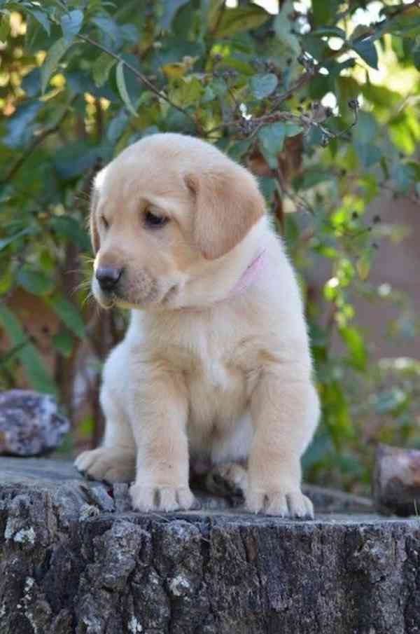 Labrador - štěňátka s PP - foto 1