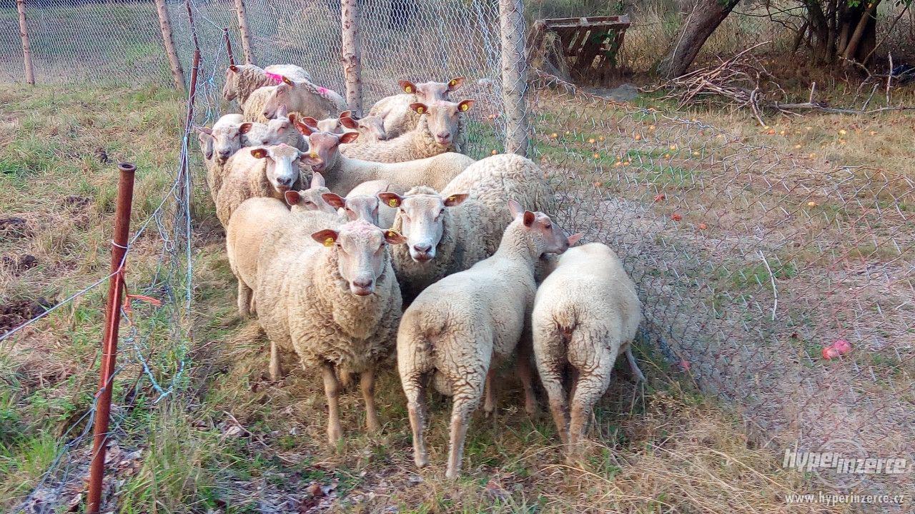 Ovce a jehňata Charollais - foto 1