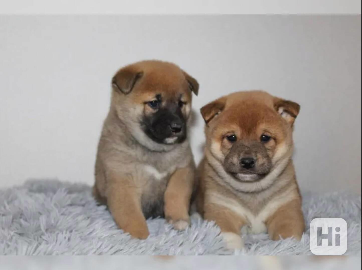 shiba-inu prodej - foto 1