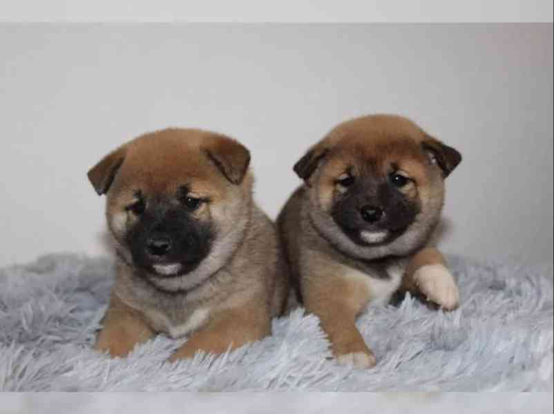 shiba-inu prodej - foto 2