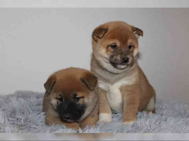 shiba-inu prodej - foto 5