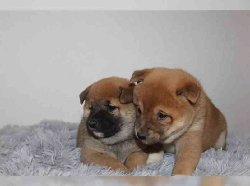 shiba-inu prodej - foto 4