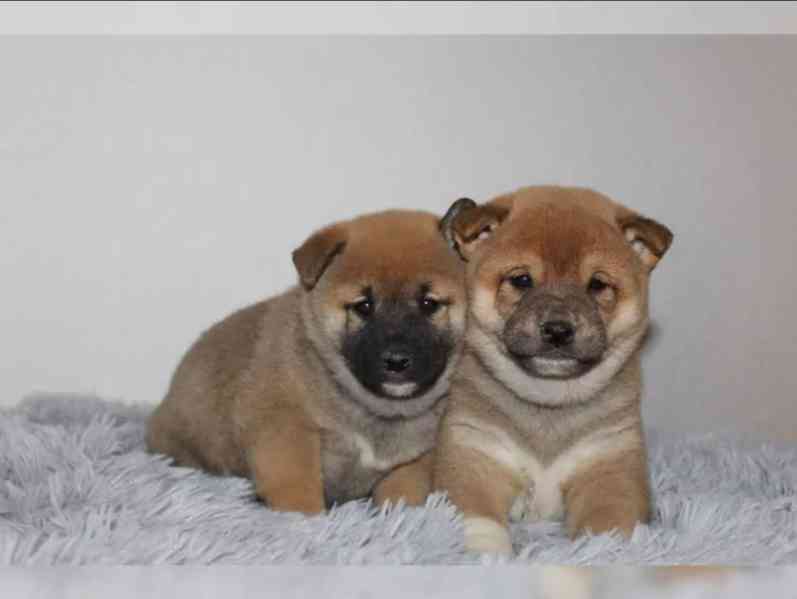 shiba-inu prodej - foto 3