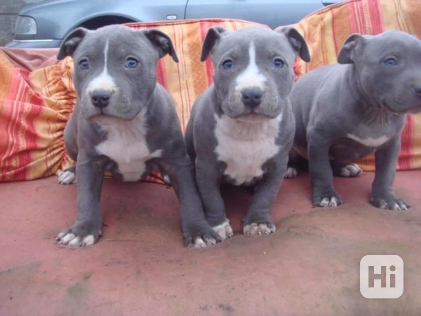 Registrovaná štěňata pitbula k adopci - foto 1
