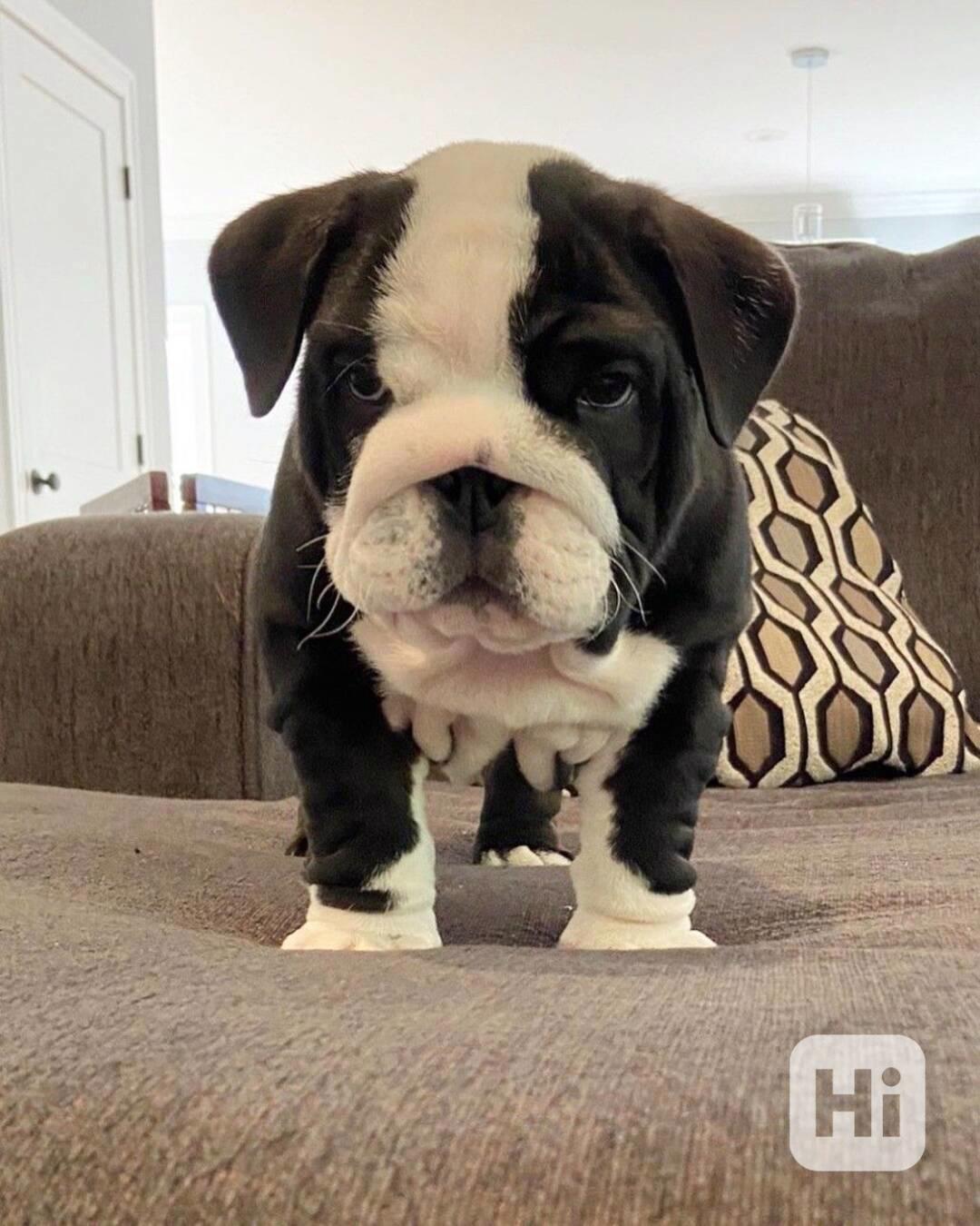 Zdarma  dárek štěňata anglického buldoka k adopci   - foto 1