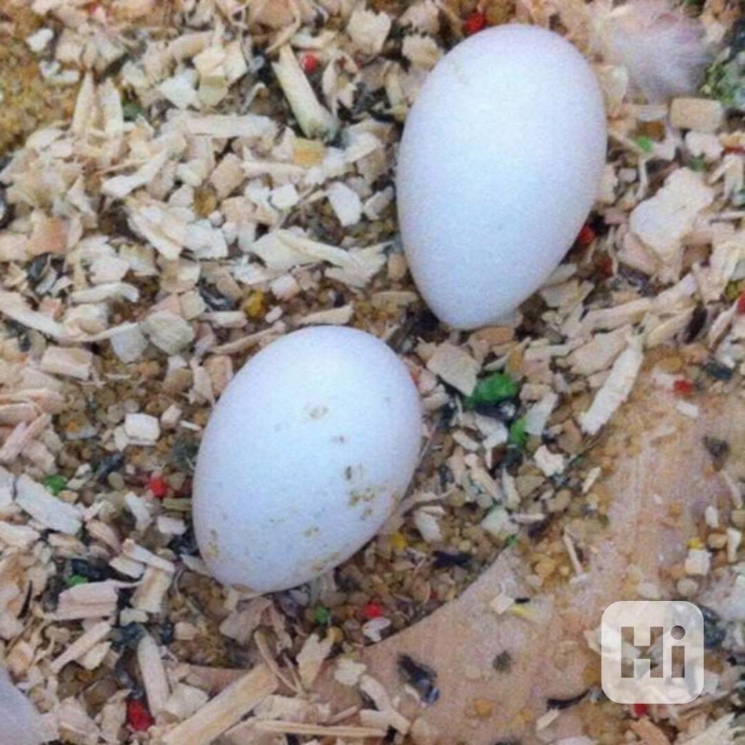 Prodej vajec papouščího kakadu černého - foto 1