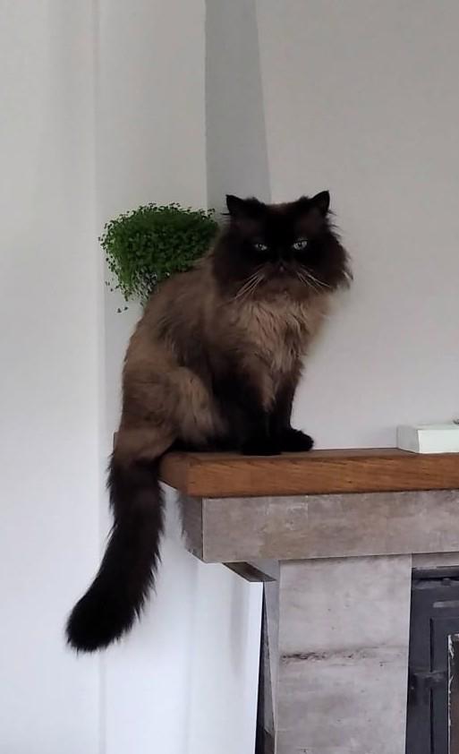 Nabízím krytí perským kocourem - foto 3