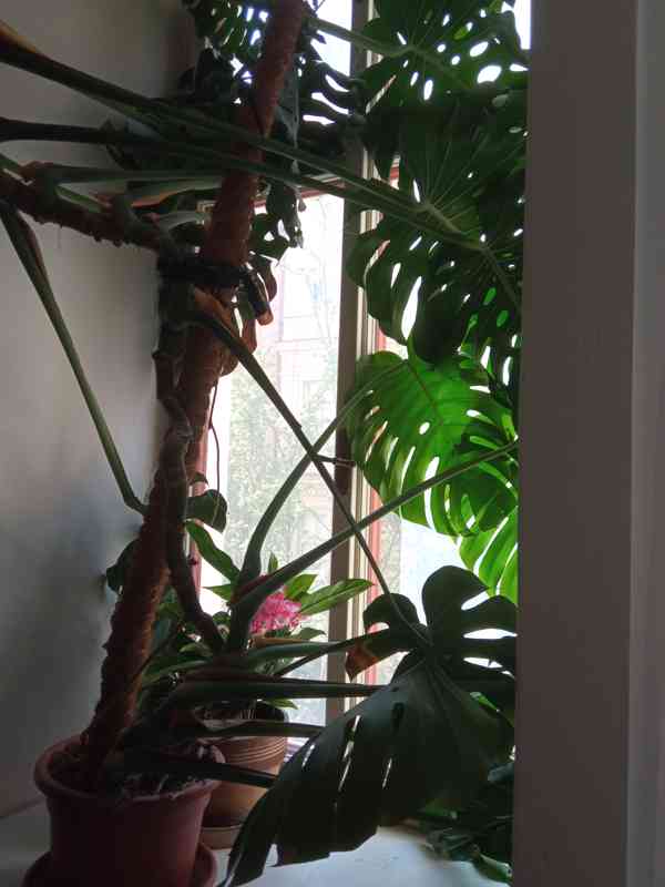 Prodej Monstery Variegata - foto 1