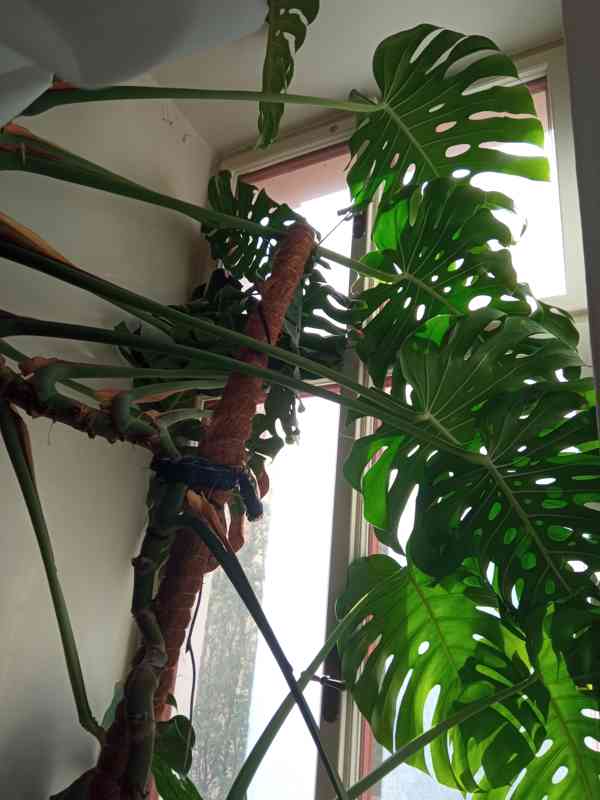 Prodej Monstery Variegata - foto 2
