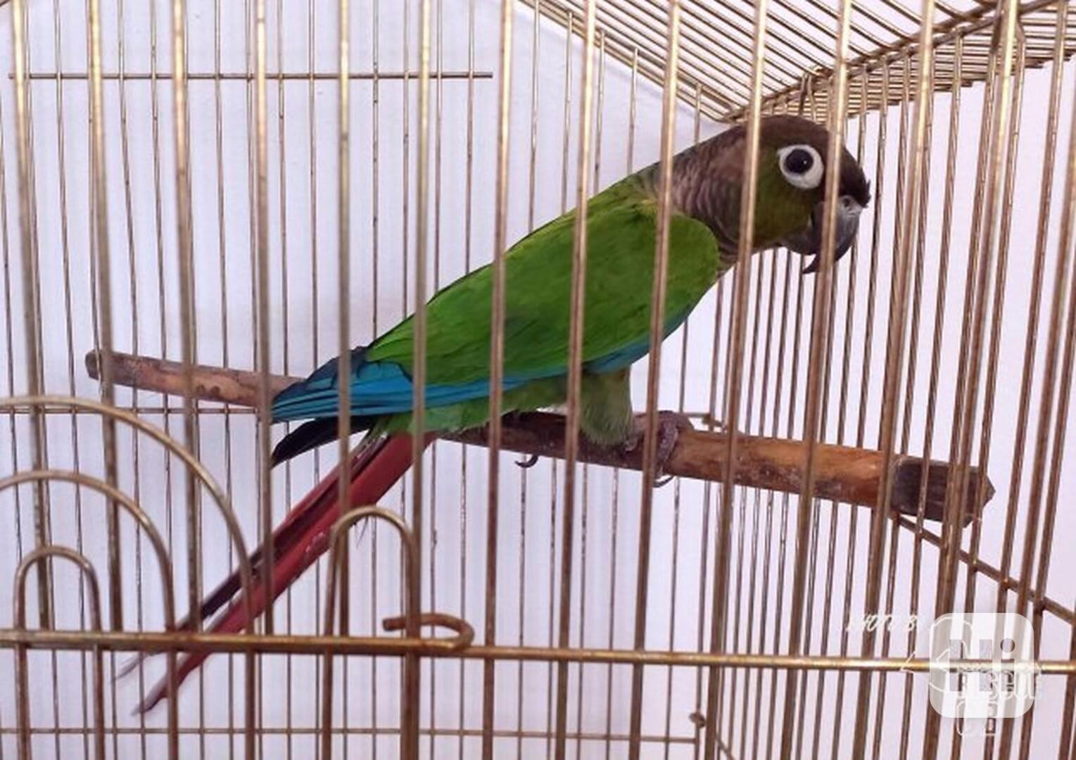 Darujeme nalezeného papouška - foto 1